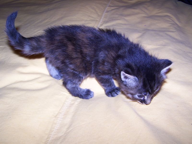 Gatti Norvegesi - cuccioli