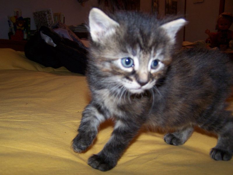 Gatti Norvegesi - cuccioli