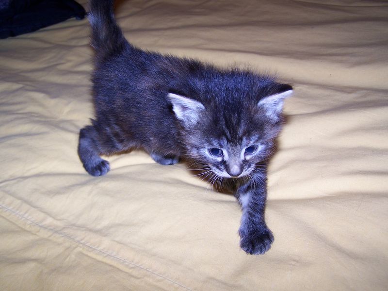 Gatti Norvegesi - cuccioli