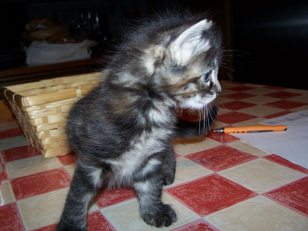 Gatti Norvegesi - cuccioli