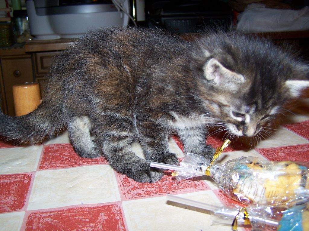 Gatti Norvegesi - cuccioli