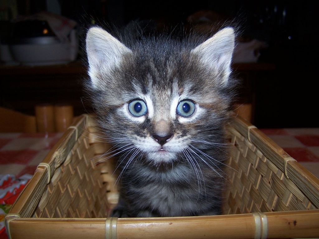 Gatti Norvegesi - cuccioli