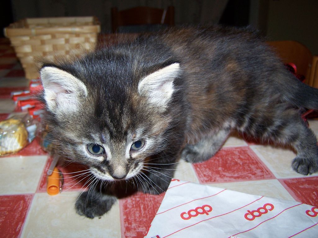 Gatti Norvegesi - cuccioli