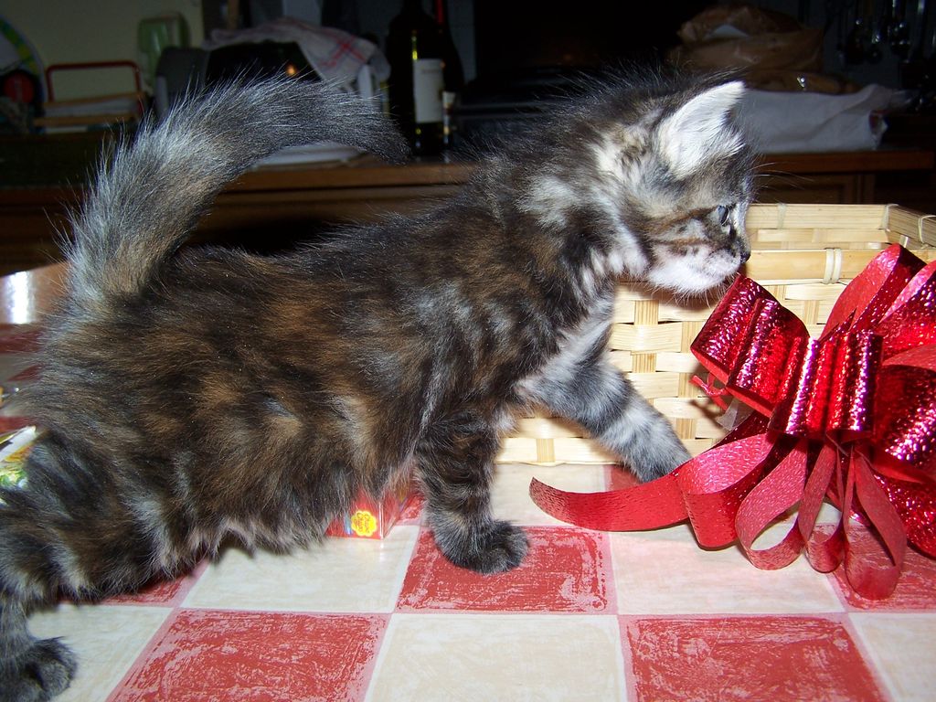 Gatti Norvegesi - cuccioli