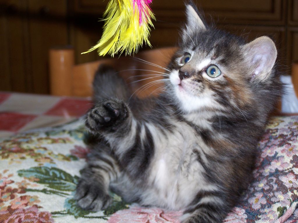 Gatti Norvegesi - cuccioli