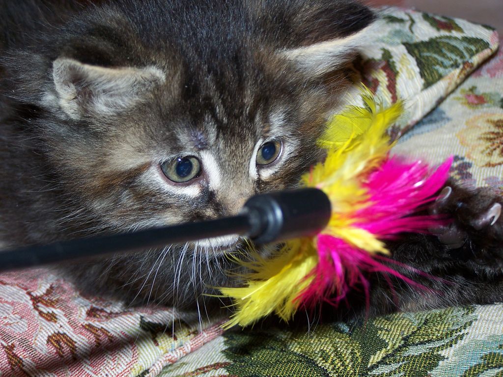 Gatti Norvegesi - cuccioli