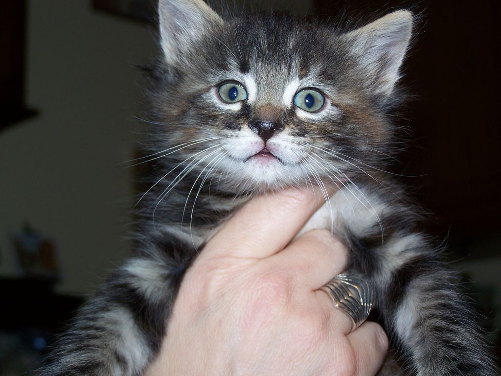 Gatti Norvegesi - cuccioli