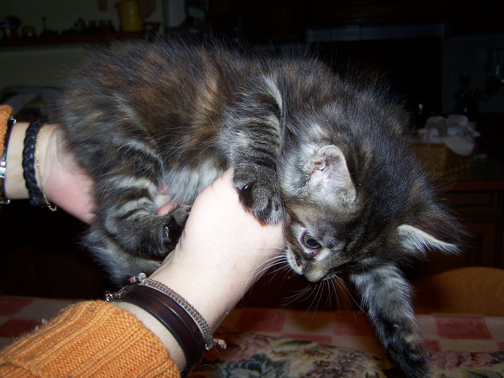 Gatti Norvegesi - cuccioli