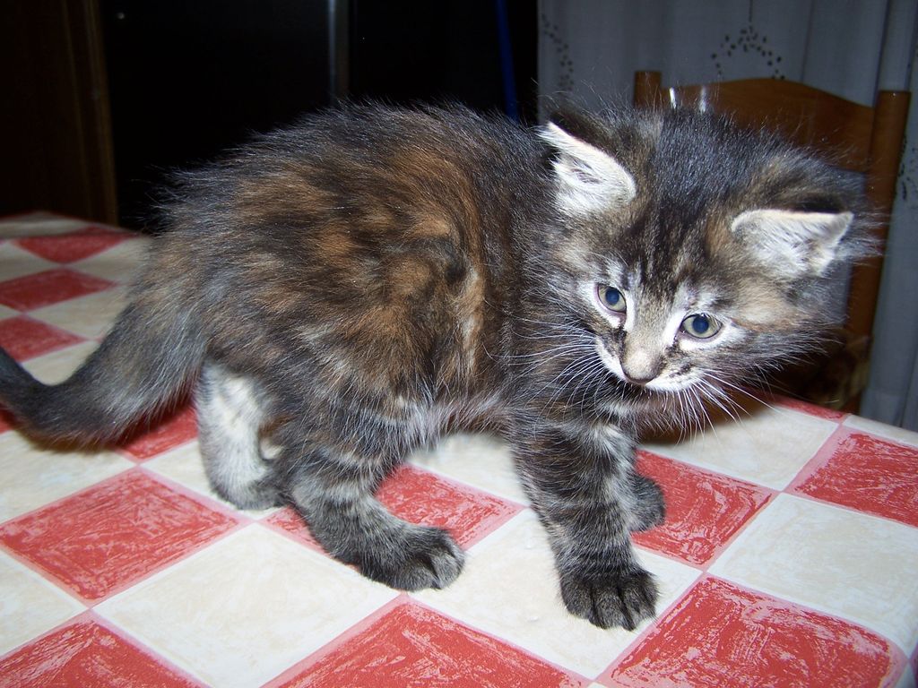 Gatti Norvegesi - cuccioli