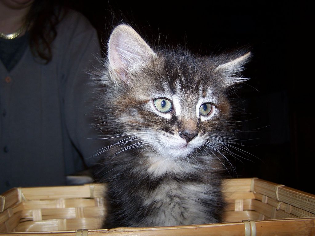 Gatti Norvegesi - cuccioli