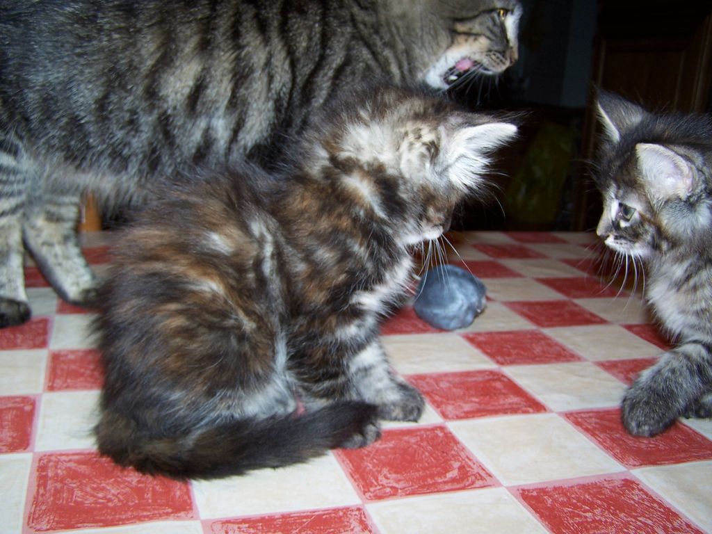 Gatti Norvegesi - cuccioli