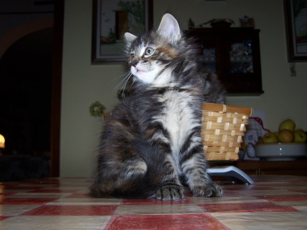 Gatti Norvegesi - cuccioli