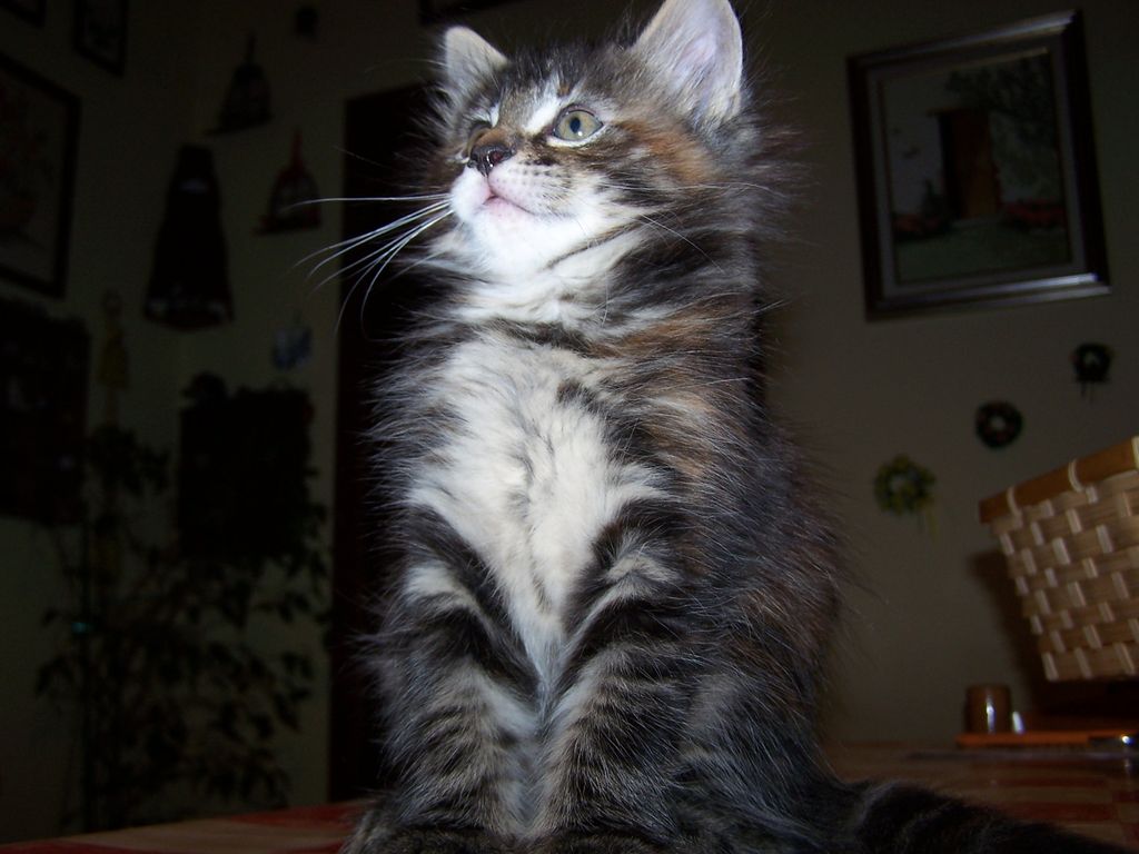 Gatti Norvegesi - cuccioli