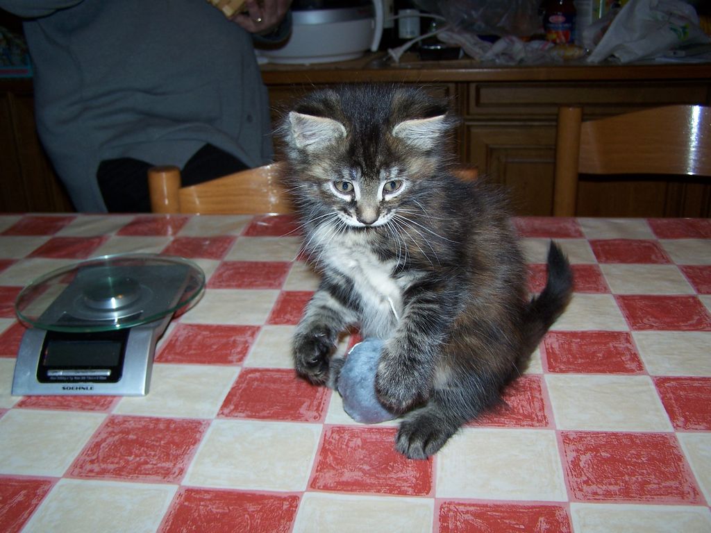 Gatti Norvegesi - cuccioli