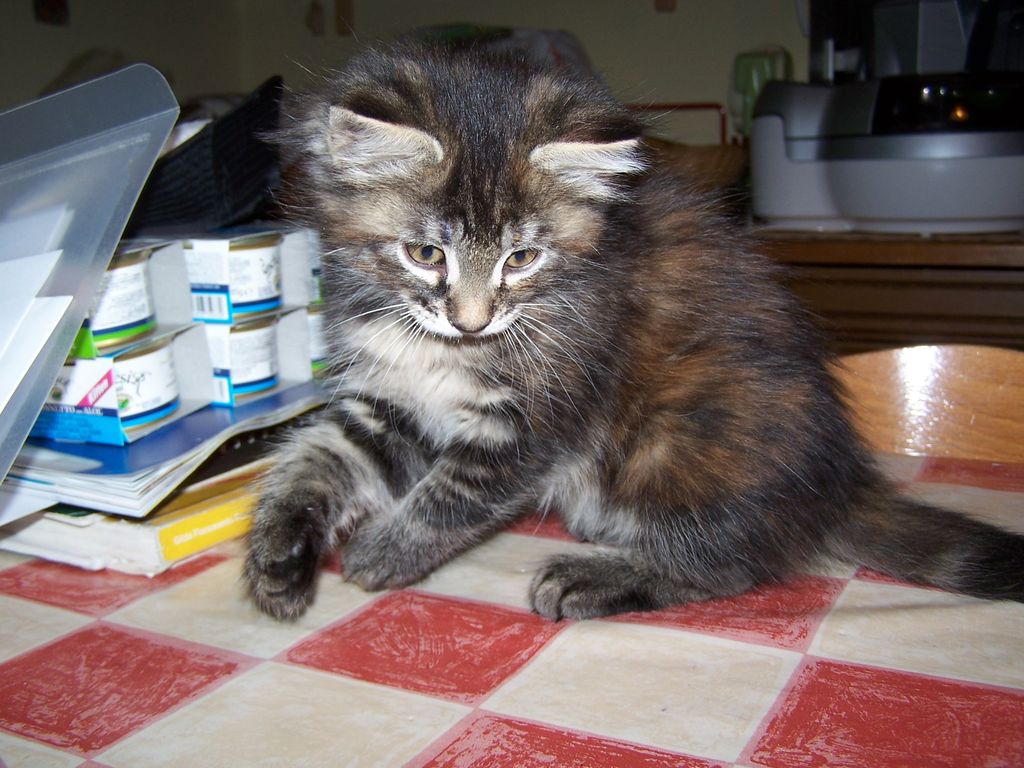 Gatti Norvegesi - cuccioli