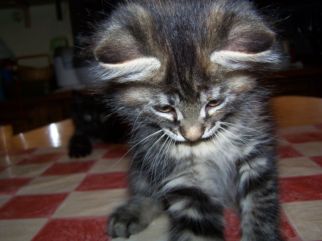 Gatti Norvegesi - cuccioli