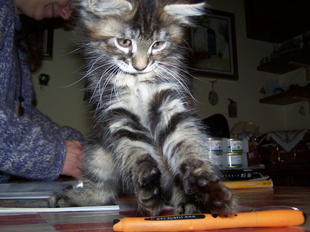 Gatti Norvegesi - cuccioli