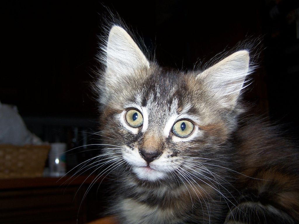 Gatti Norvegesi - cuccioli