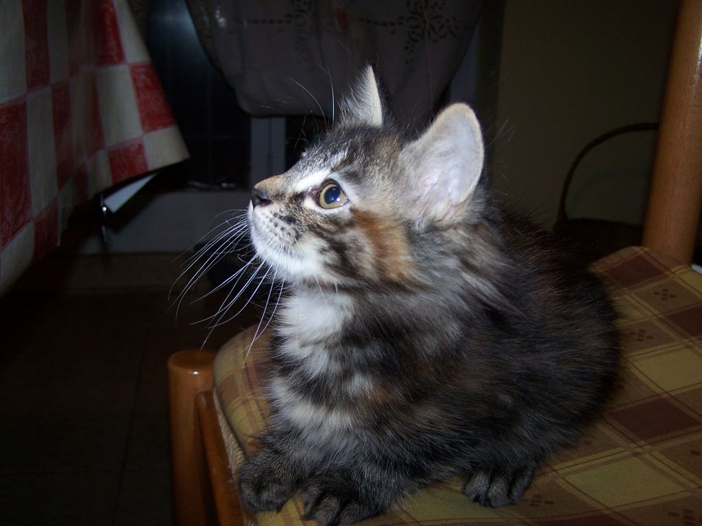 Gatti Norvegesi - cuccioli