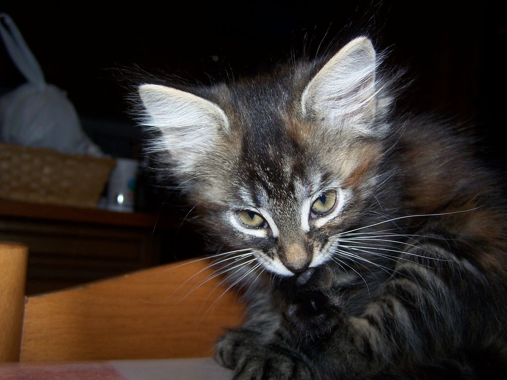 Gatti Norvegesi - cuccioli