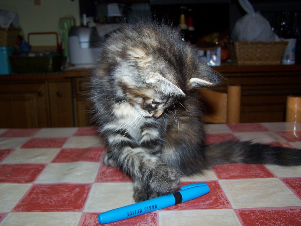 Gatti Norvegesi - cuccioli