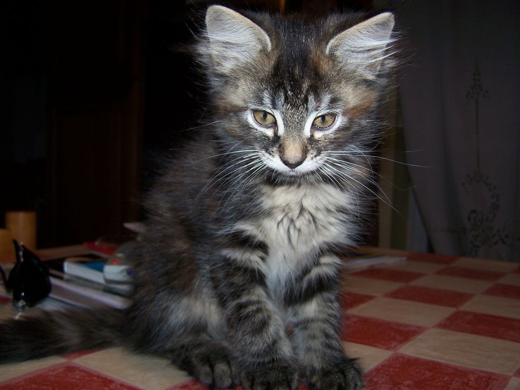 Gatti Norvegesi - cuccioli