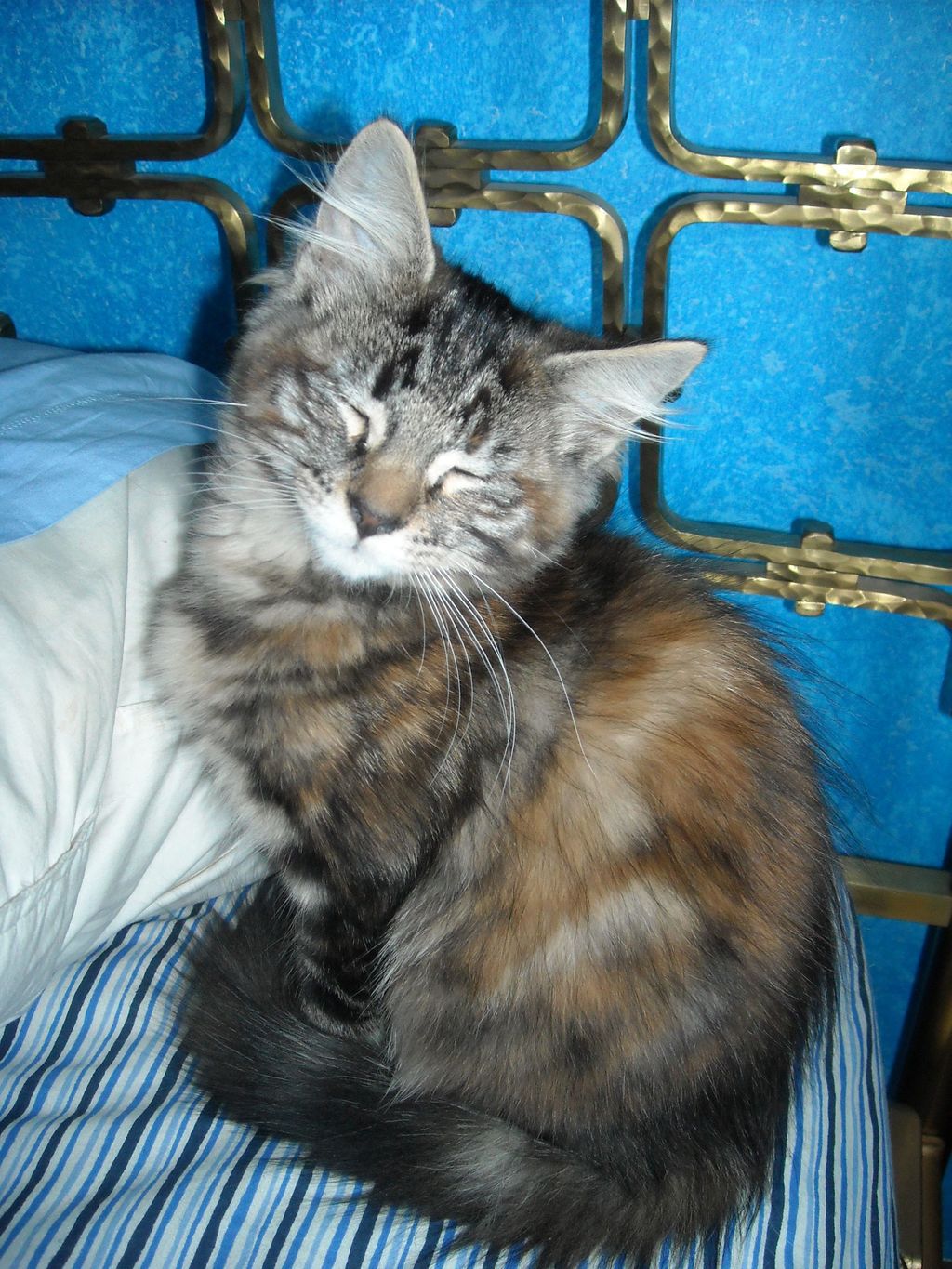 Gatti Norvegesi - cuccioli