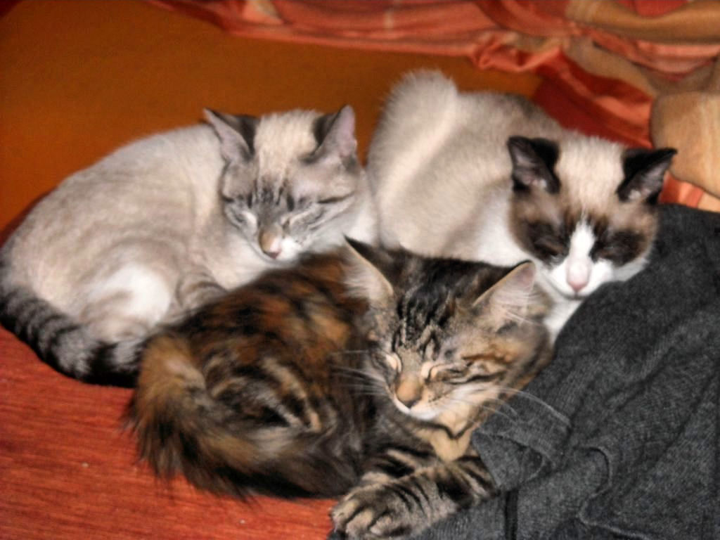 Gatti Norvegesi - cuccioli