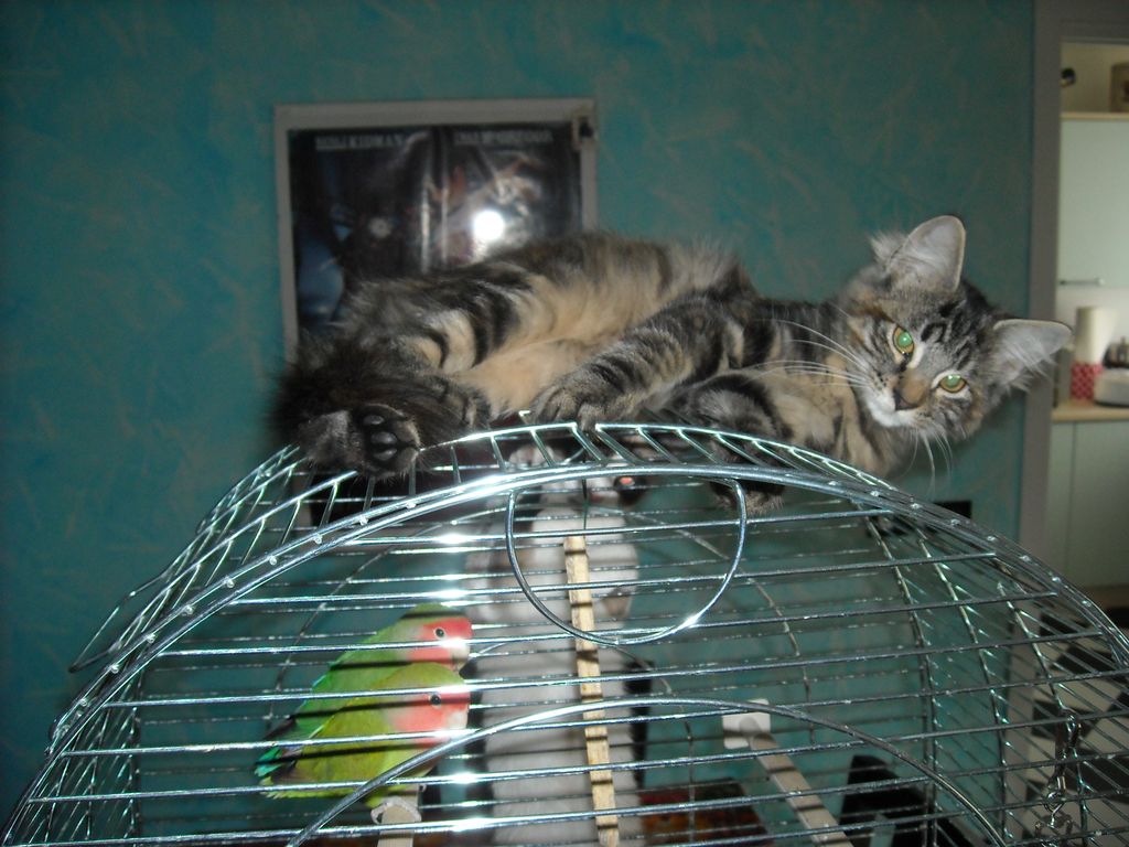 Gatti Norvegesi - cuccioli