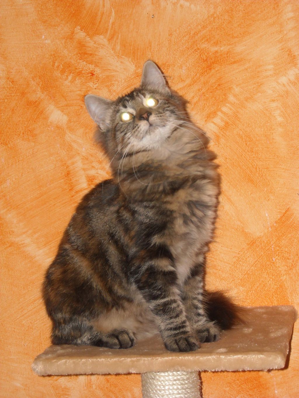 Gatti Norvegesi - cuccioli