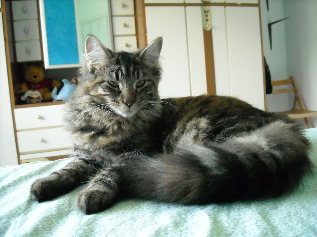 Gatti Norvegesi - cuccioli