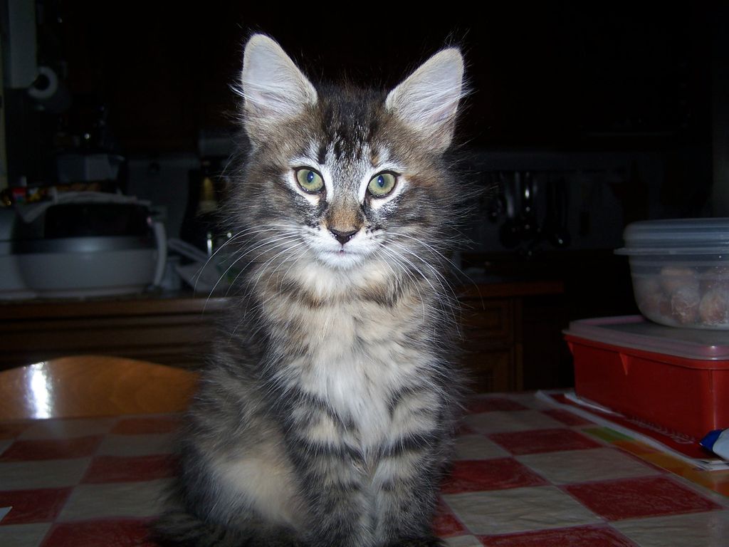 Gatti Norvegesi - cuccioli