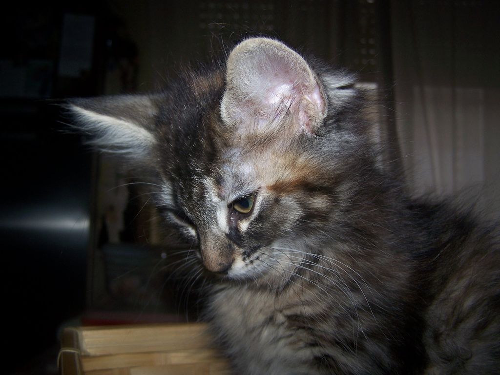 Gatti Norvegesi - cuccioli