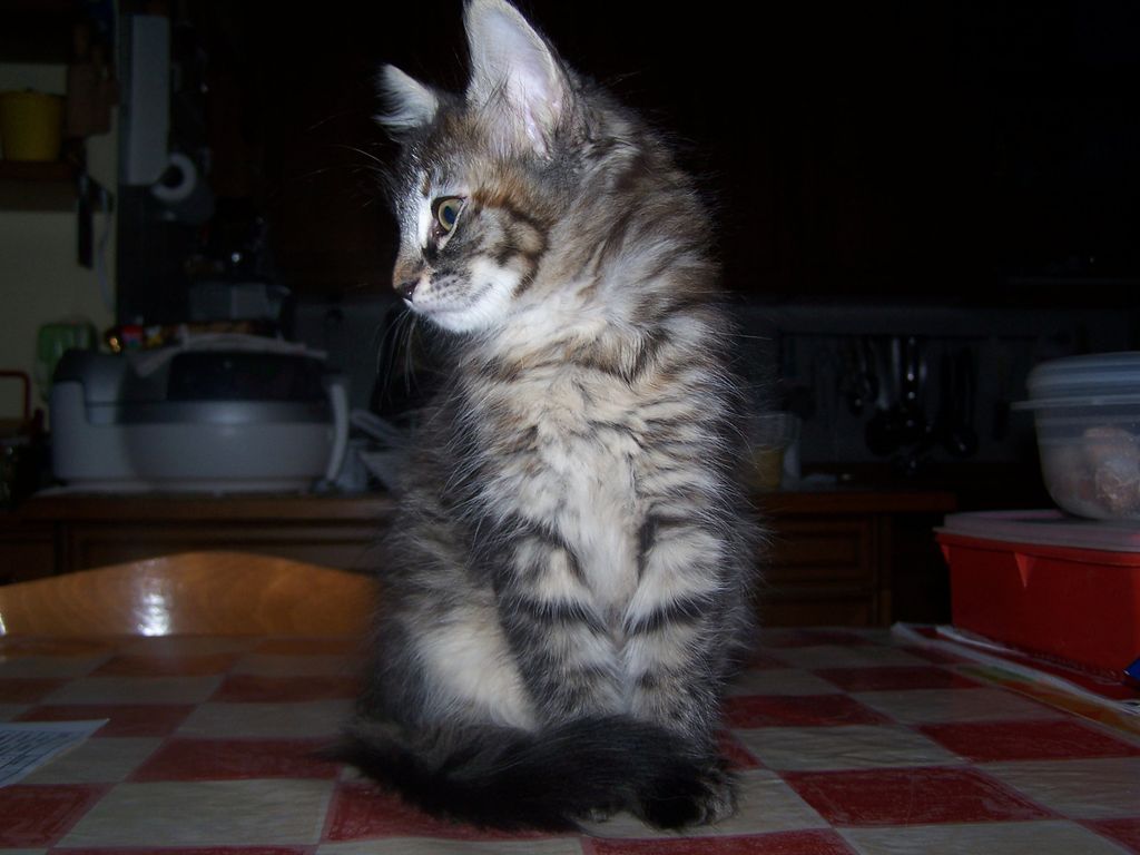 Gatti Norvegesi - cuccioli