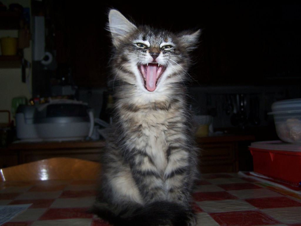 Gatti Norvegesi - cuccioli