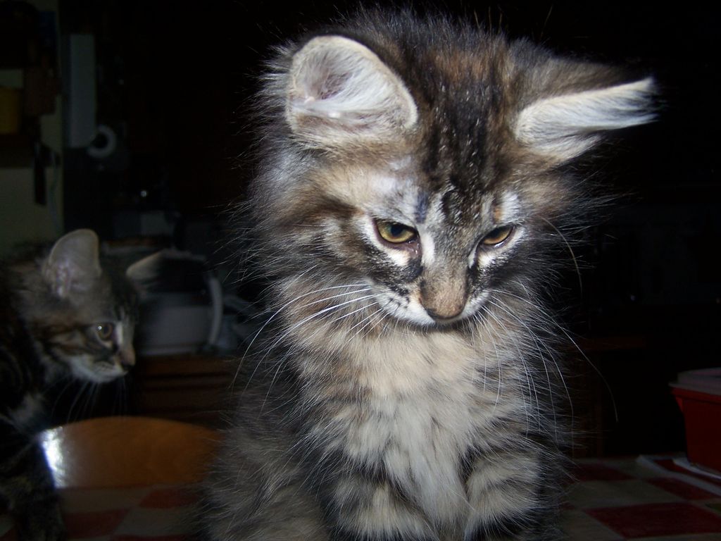 Gatti Norvegesi - cuccioli