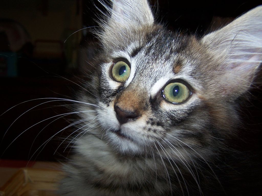 Gatti Norvegesi - cuccioli