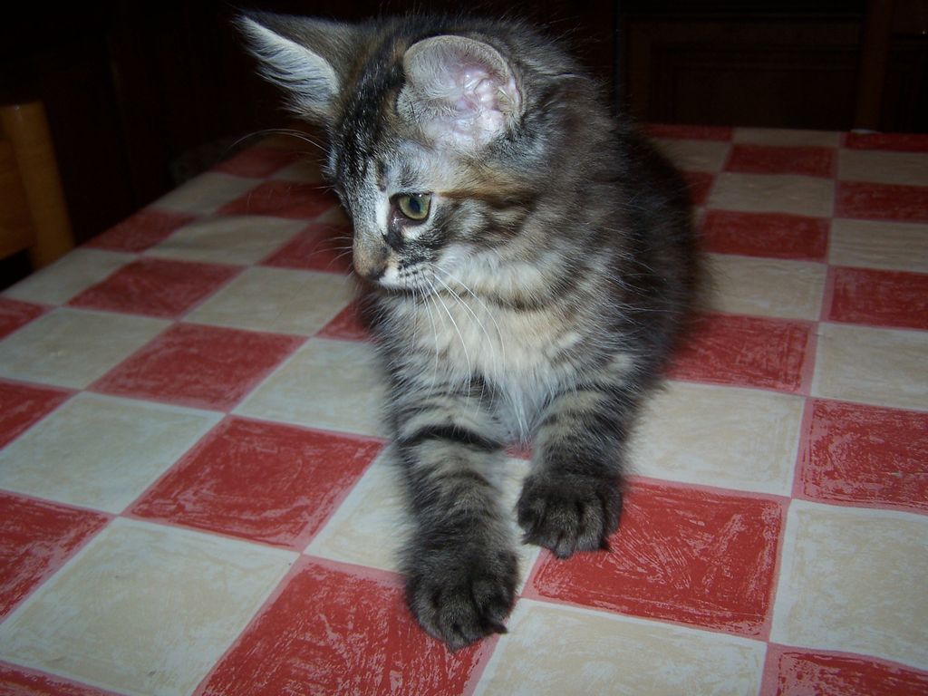 Gatti Norvegesi - cuccioli