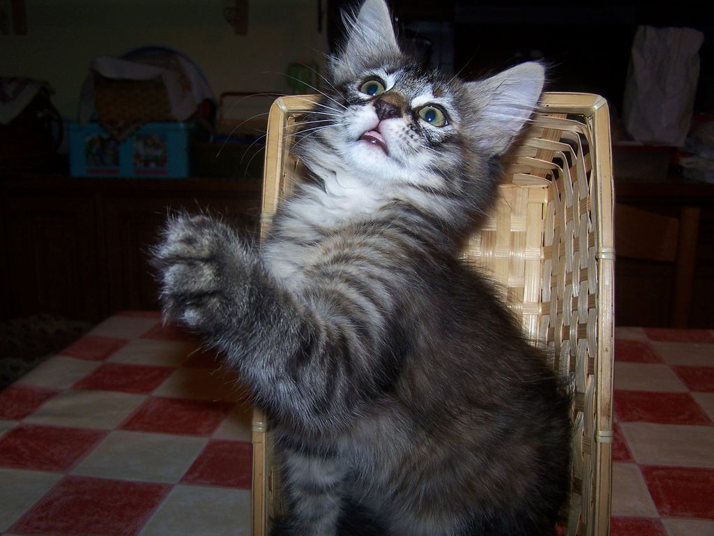 Gatti Norvegesi - cuccioli
