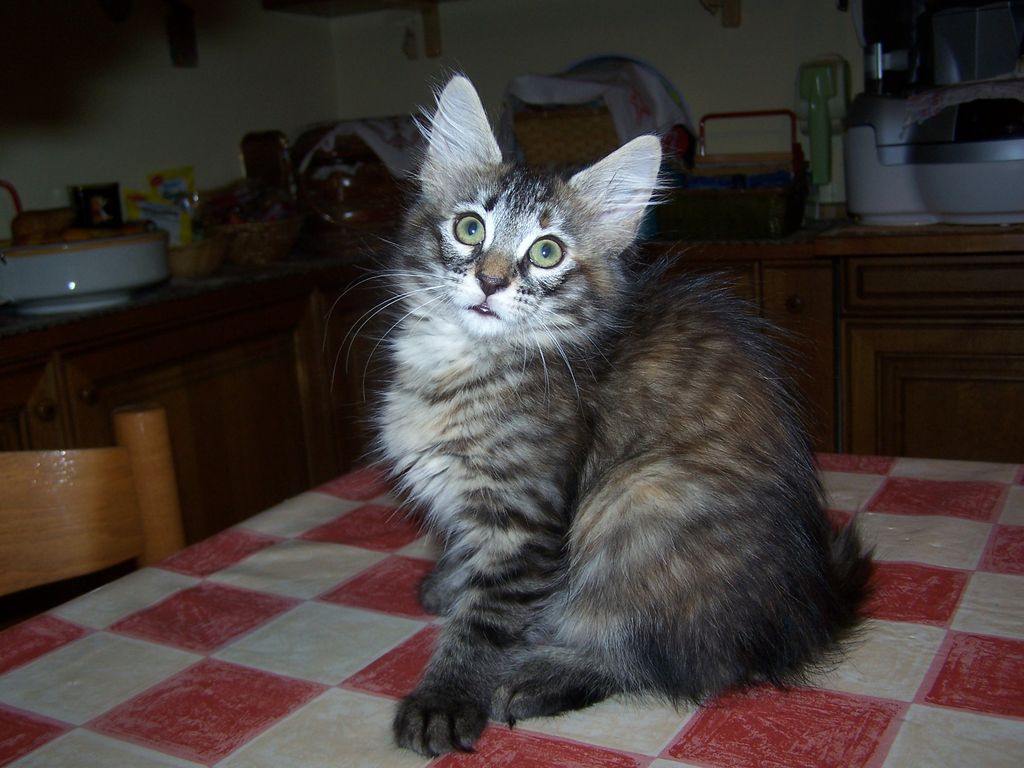 Gatti Norvegesi - cuccioli
