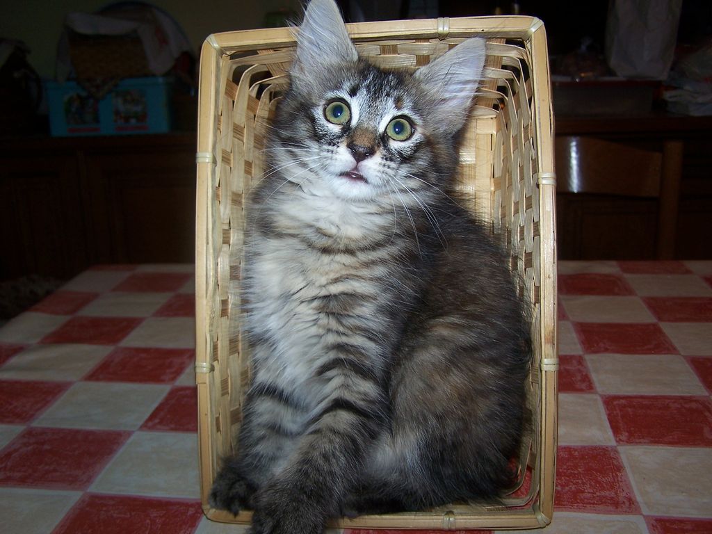 Gatti Norvegesi - cuccioli