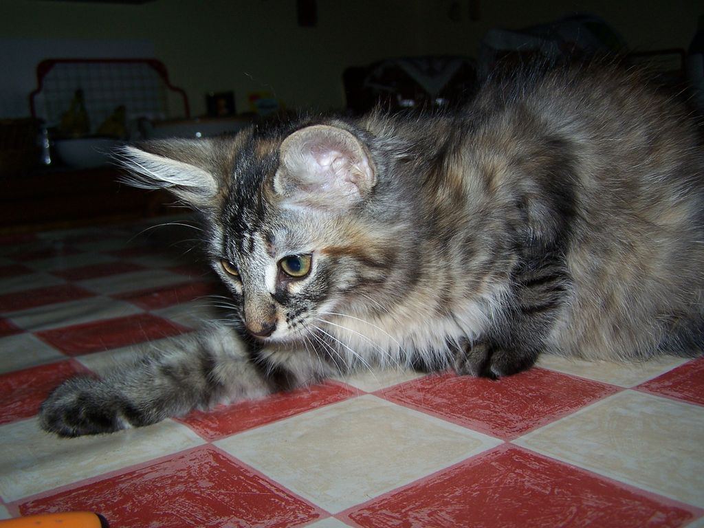 Gatti Norvegesi - cuccioli