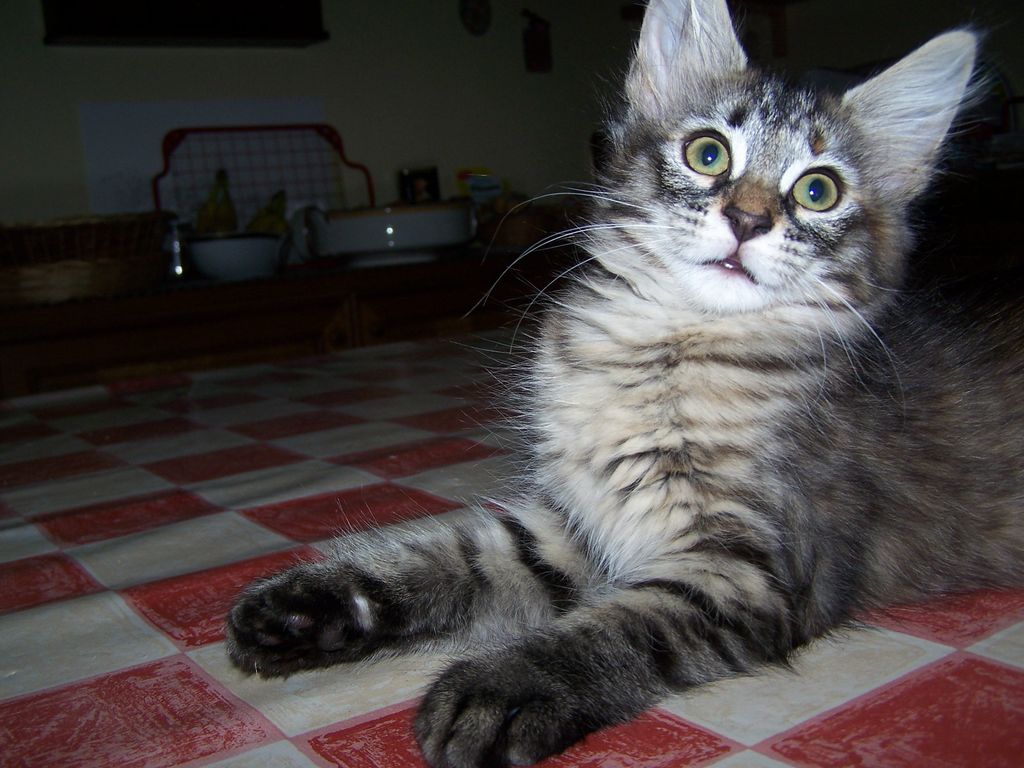 Gatti Norvegesi - cuccioli