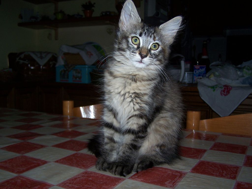 Gatti Norvegesi - cuccioli