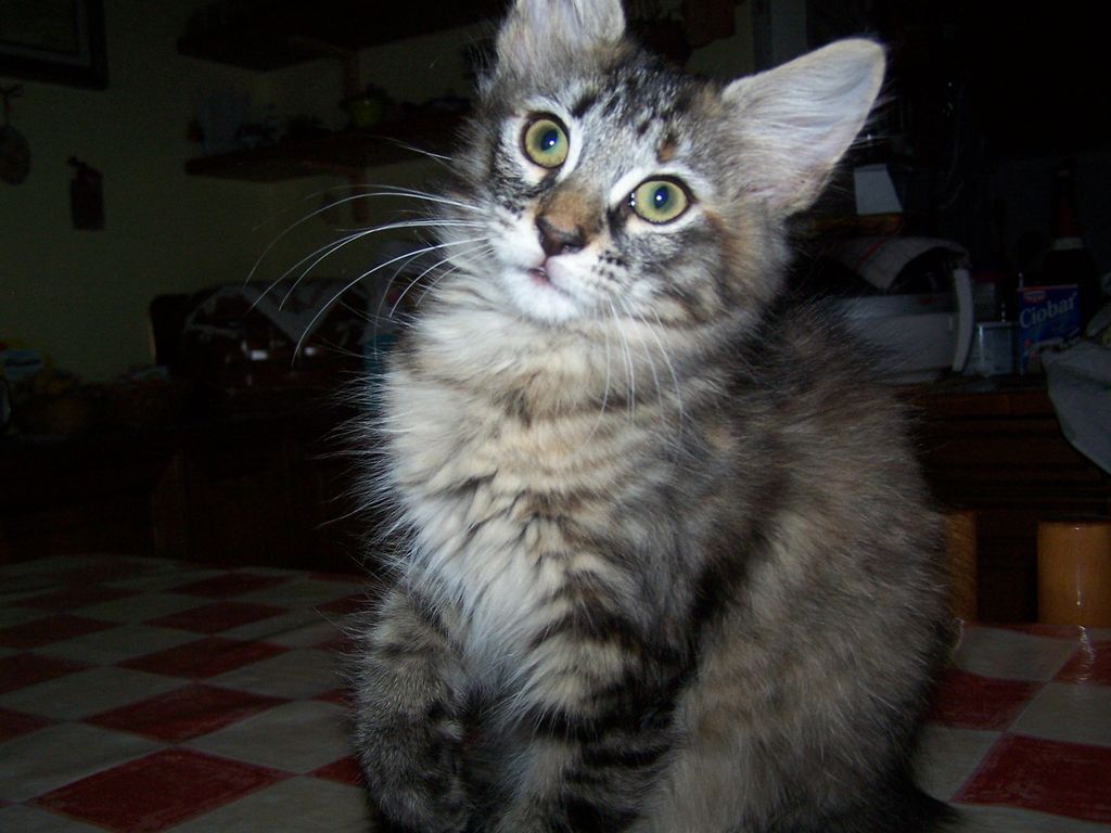 Gatti Norvegesi - cuccioli