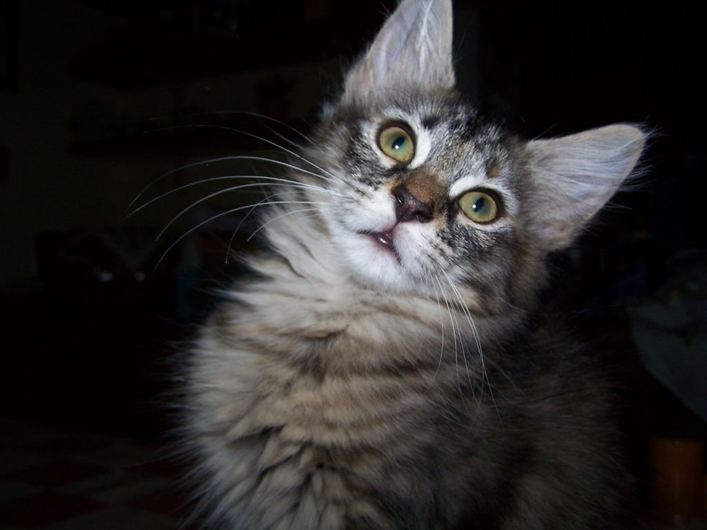 Gatti Norvegesi - cuccioli
