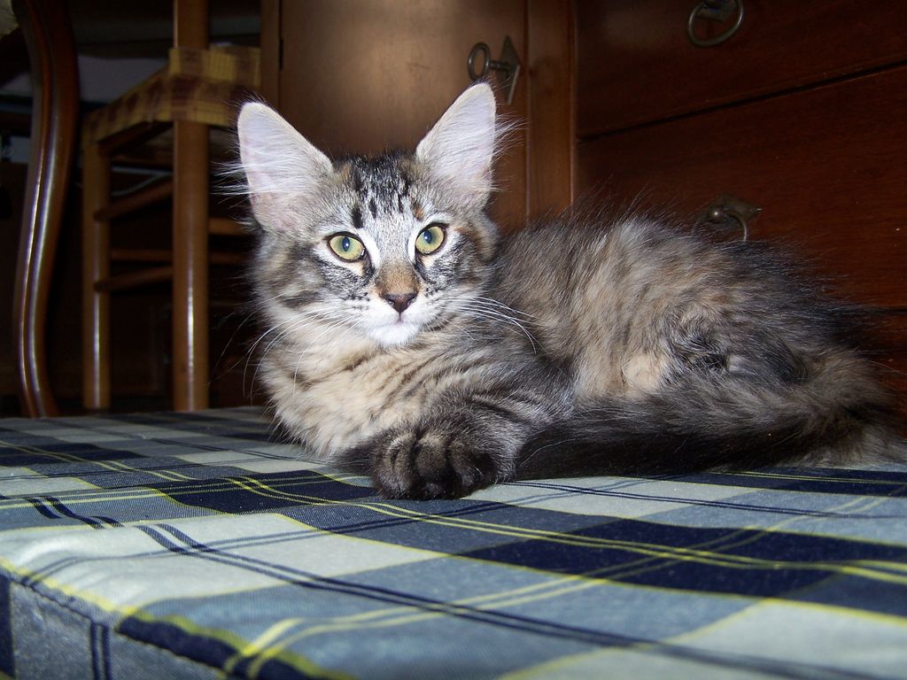 Gatti Norvegesi - cuccioli
