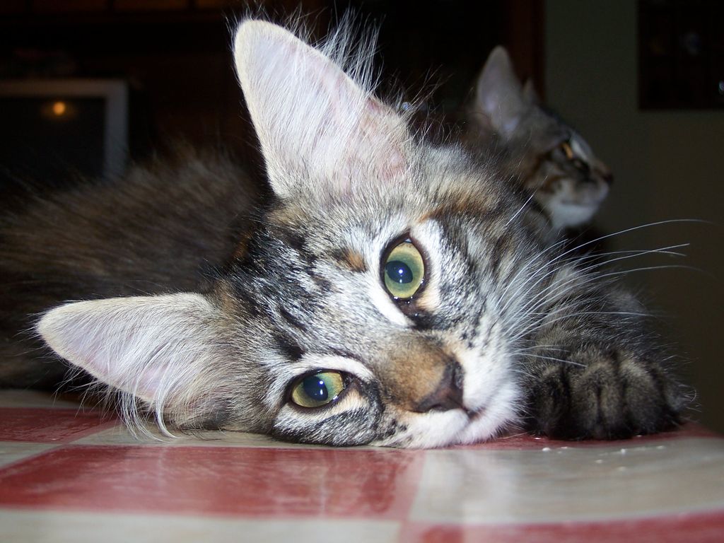 Gatti Norvegesi - cuccioli