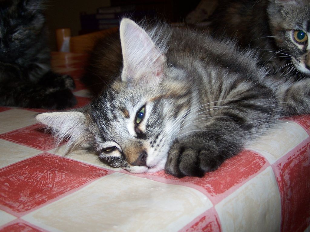 Gatti Norvegesi - cuccioli