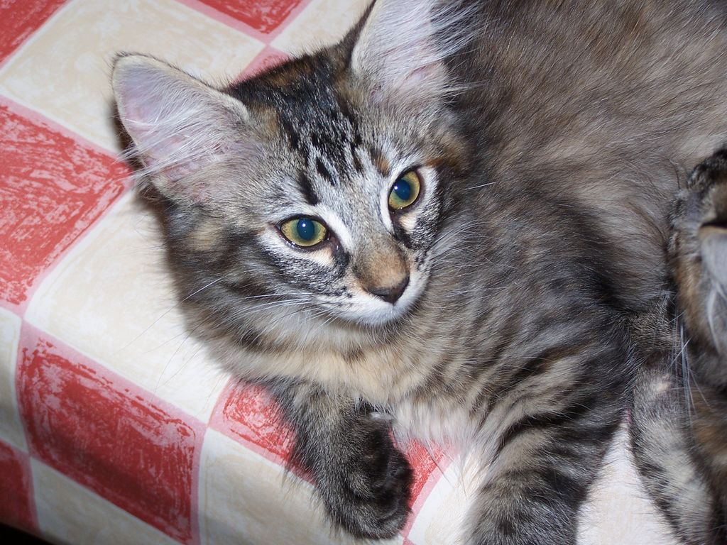 Gatti Norvegesi - cuccioli